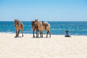 Three horses on a Mexican beach